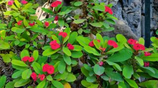 2024-01-GranCan-Jardin_de_la_Marquesa-021.jpg